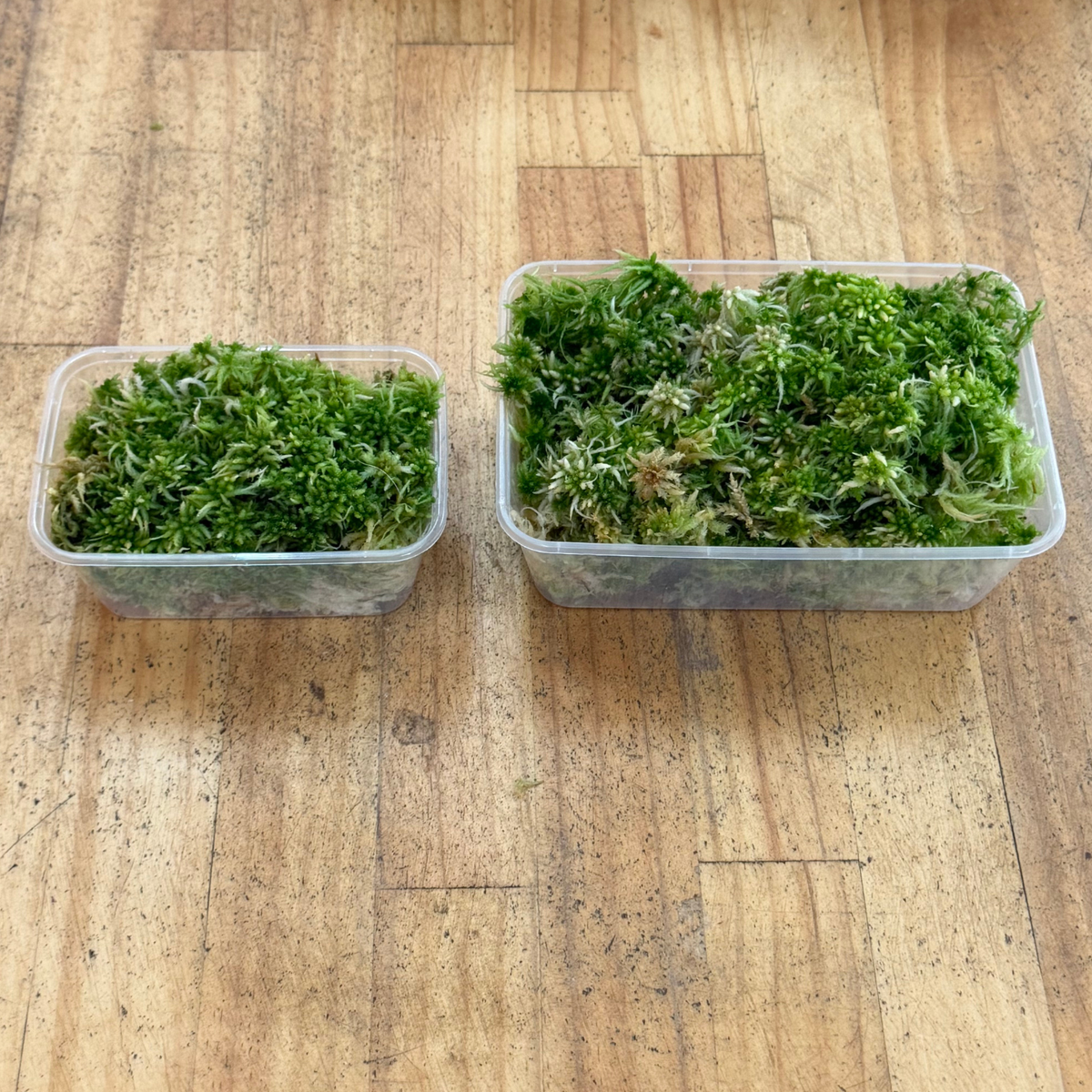 Live Sphagnum Moss – WA Only