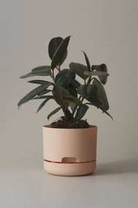 Mr Kitly x Decor Selfwatering Plant Pot 170mm - Pale Apricot