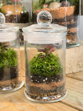 Load image into Gallery viewer, Peru &#39;Mini&#39; | Fittonia Terrarium [ENCLOSED]
