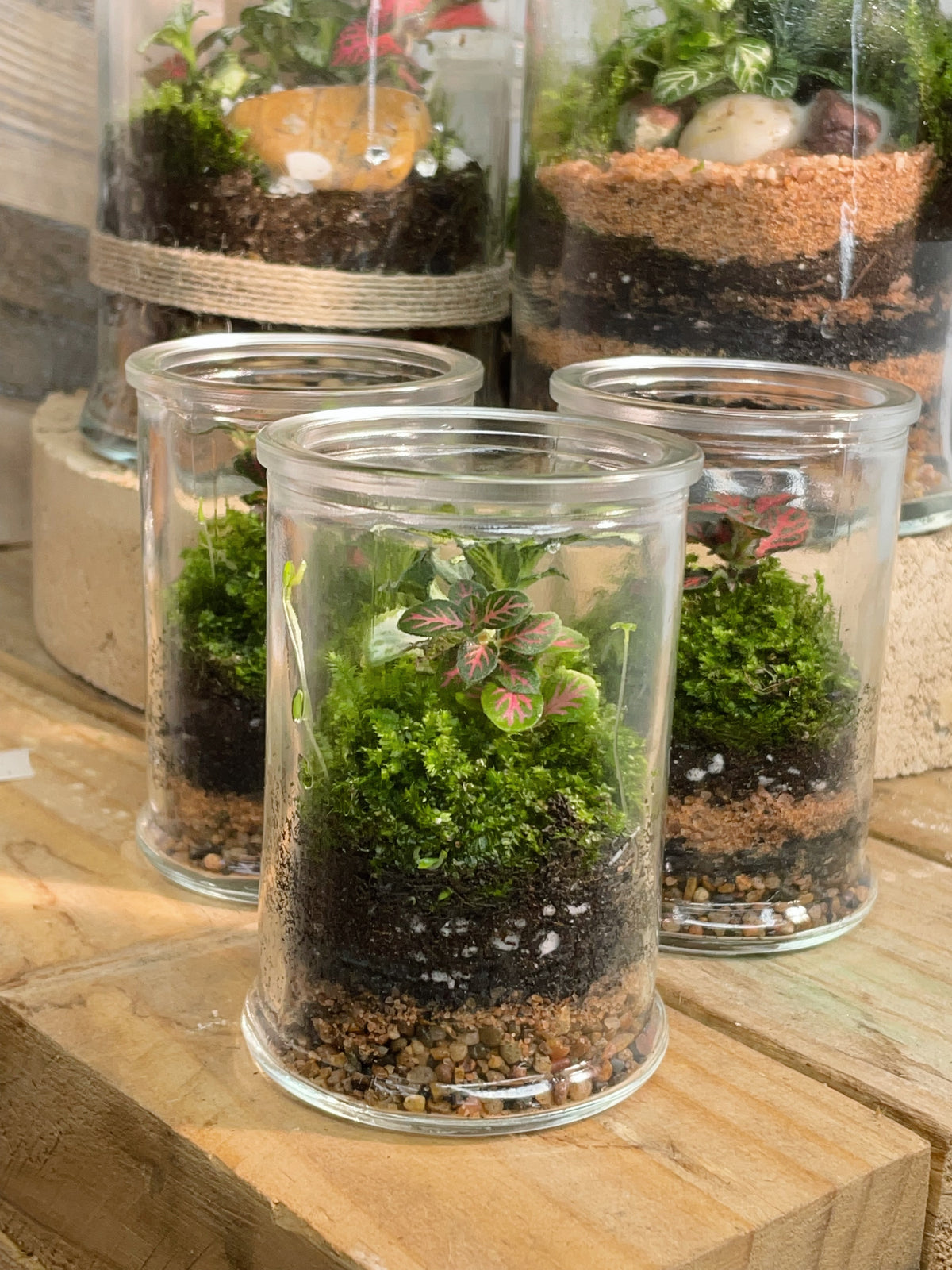 Peru 'Mini' | Fittonia Terrarium [ENCLOSED]