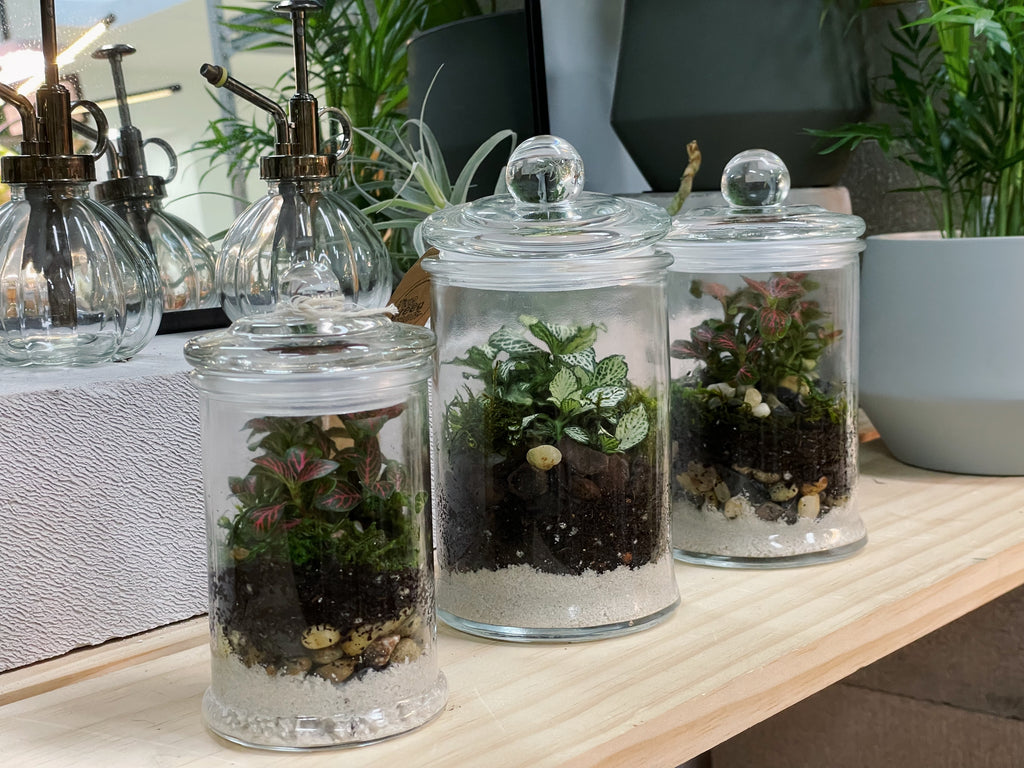 Peru 'ORIGINAL' | Fittonia Terrarium [ENCLOSED]