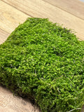 Living Sheet Moss // PERTH METRO ONLY //