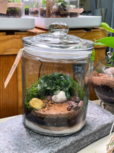 Load image into Gallery viewer, PERU &#39;Jumbo&#39; | Fittonia Terrarium [ENCLOSED]
