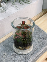 Load image into Gallery viewer, Peru &#39;ORIGINAL&#39; | Fittonia Terrarium [ENCLOSED]
