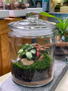 PERU 'Jumbo' | Fittonia Terrarium [ENCLOSED]