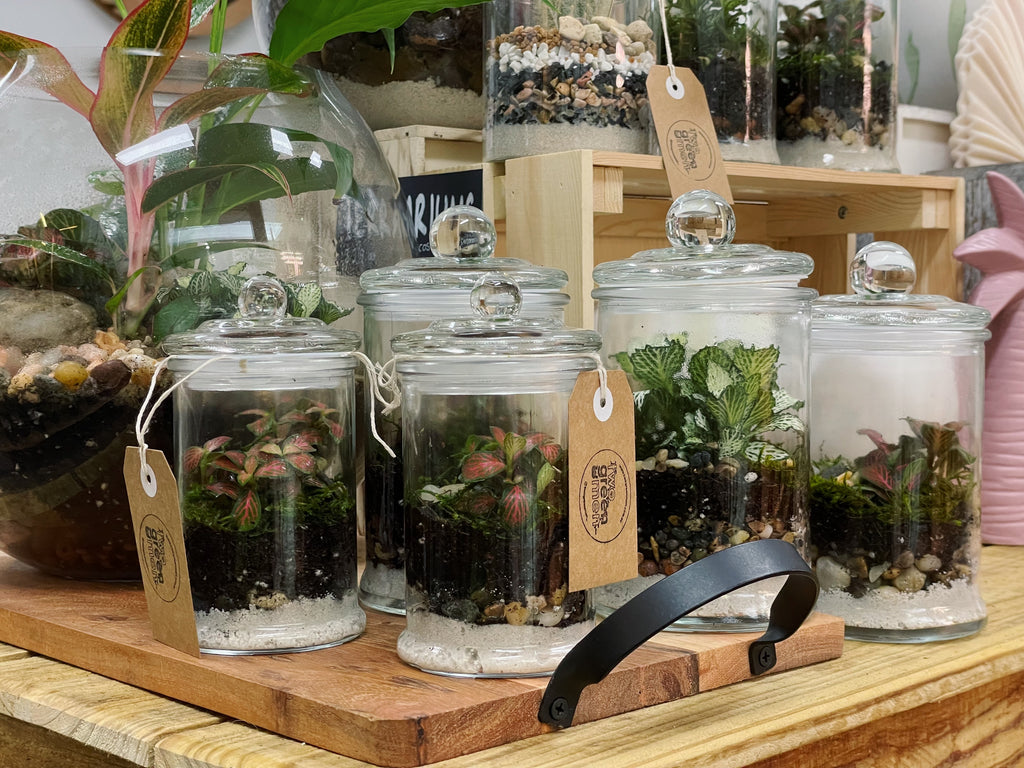 Peru 'ORIGINAL' | Fittonia Terrarium [ENCLOSED]