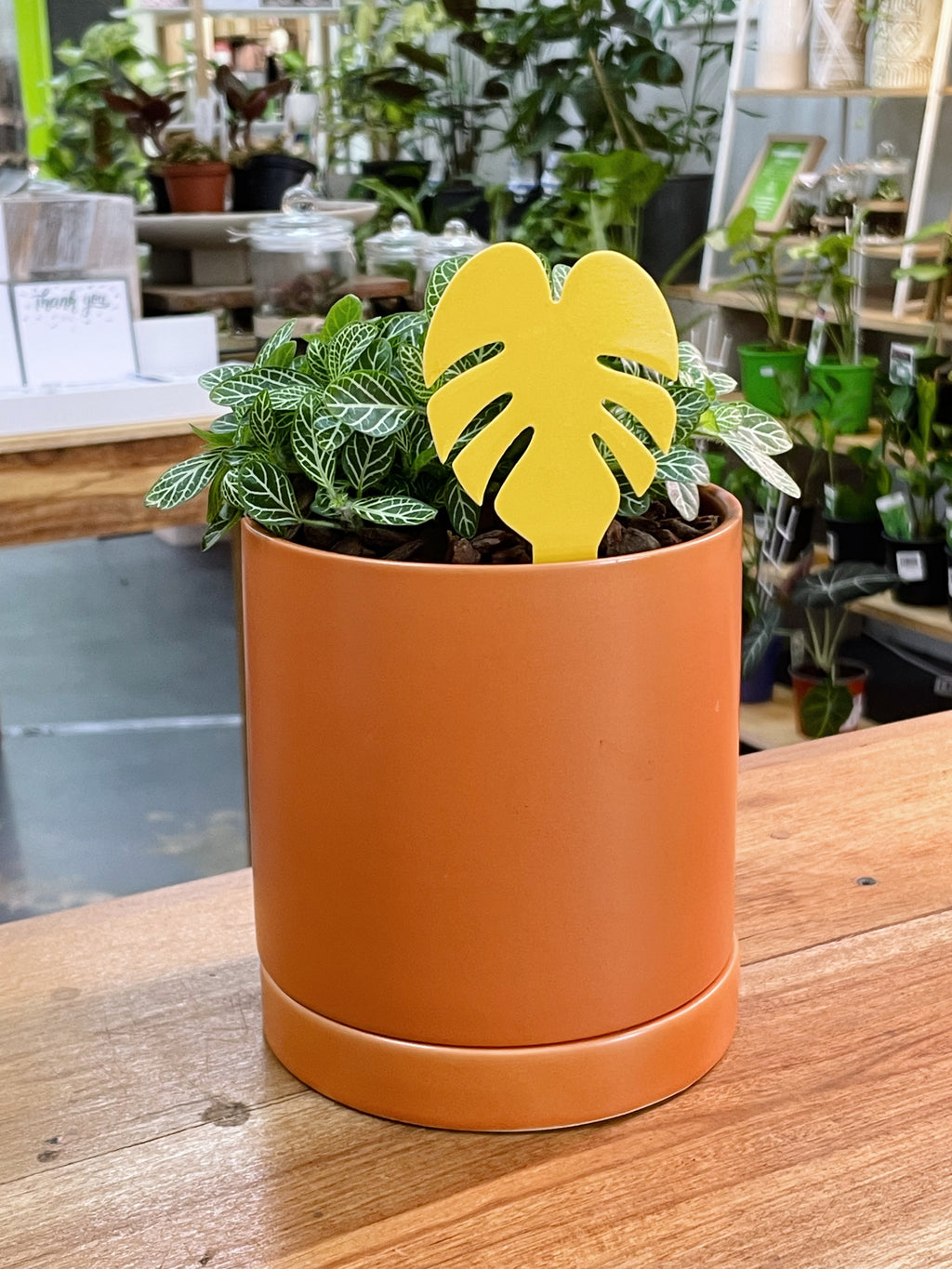 MONSTERA Sticky Traps [12 Pack]