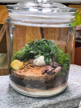 Load image into Gallery viewer, PERU &#39;Jumbo&#39; | Fittonia Terrarium [ENCLOSED]
