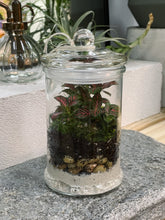 Load image into Gallery viewer, Peru &#39;ORIGINAL&#39; | Fittonia Terrarium [ENCLOSED]
