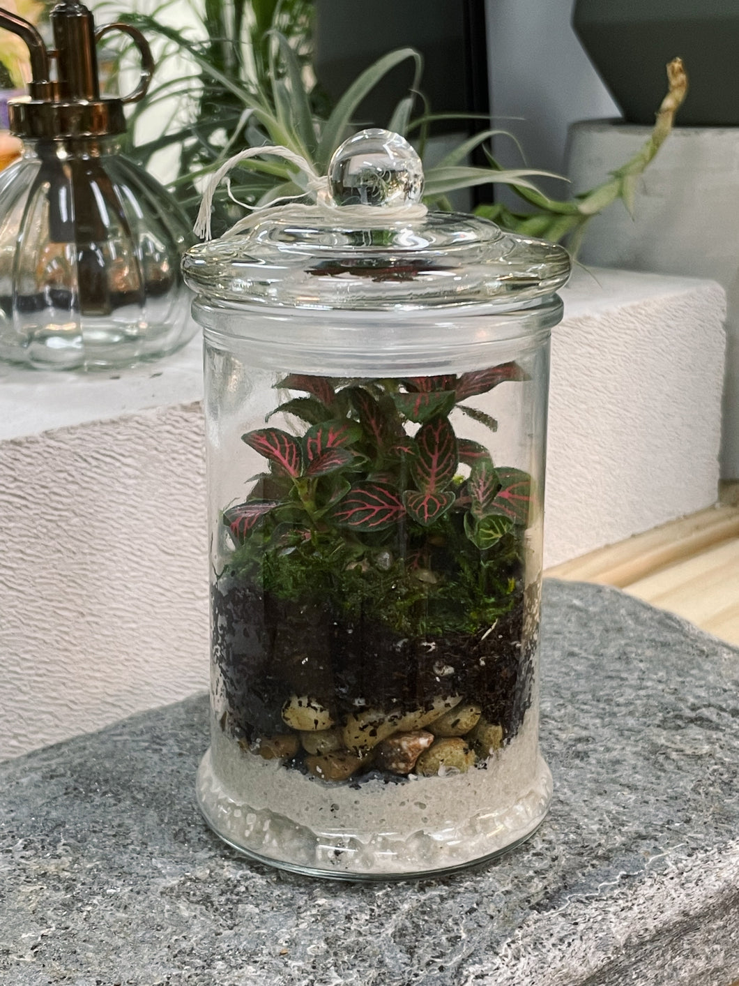 Peru 'ORIGINAL' | Fittonia Terrarium [ENCLOSED]