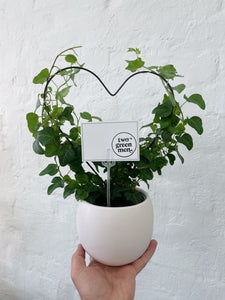 CREEPING HEART |  Plant & Pot Set | Medium