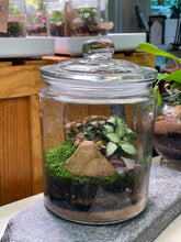 Load image into Gallery viewer, PERU &#39;Jumbo&#39; | Fittonia Terrarium [ENCLOSED]
