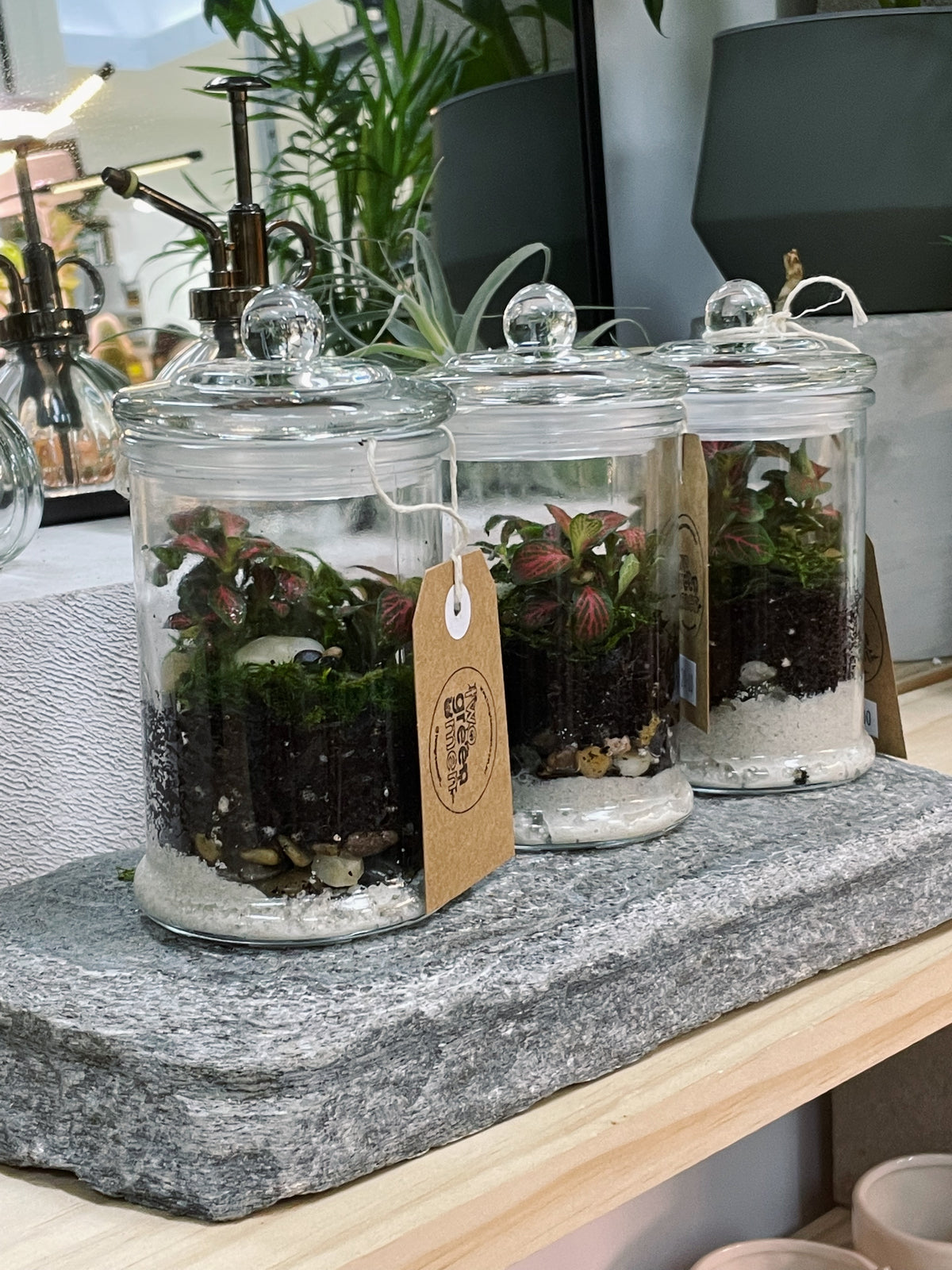 Peru 'ORIGINAL' | Fittonia Terrarium [ENCLOSED]
