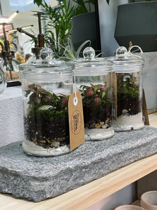 Peru 'ORIGINAL' | Fittonia Terrarium [ENCLOSED]