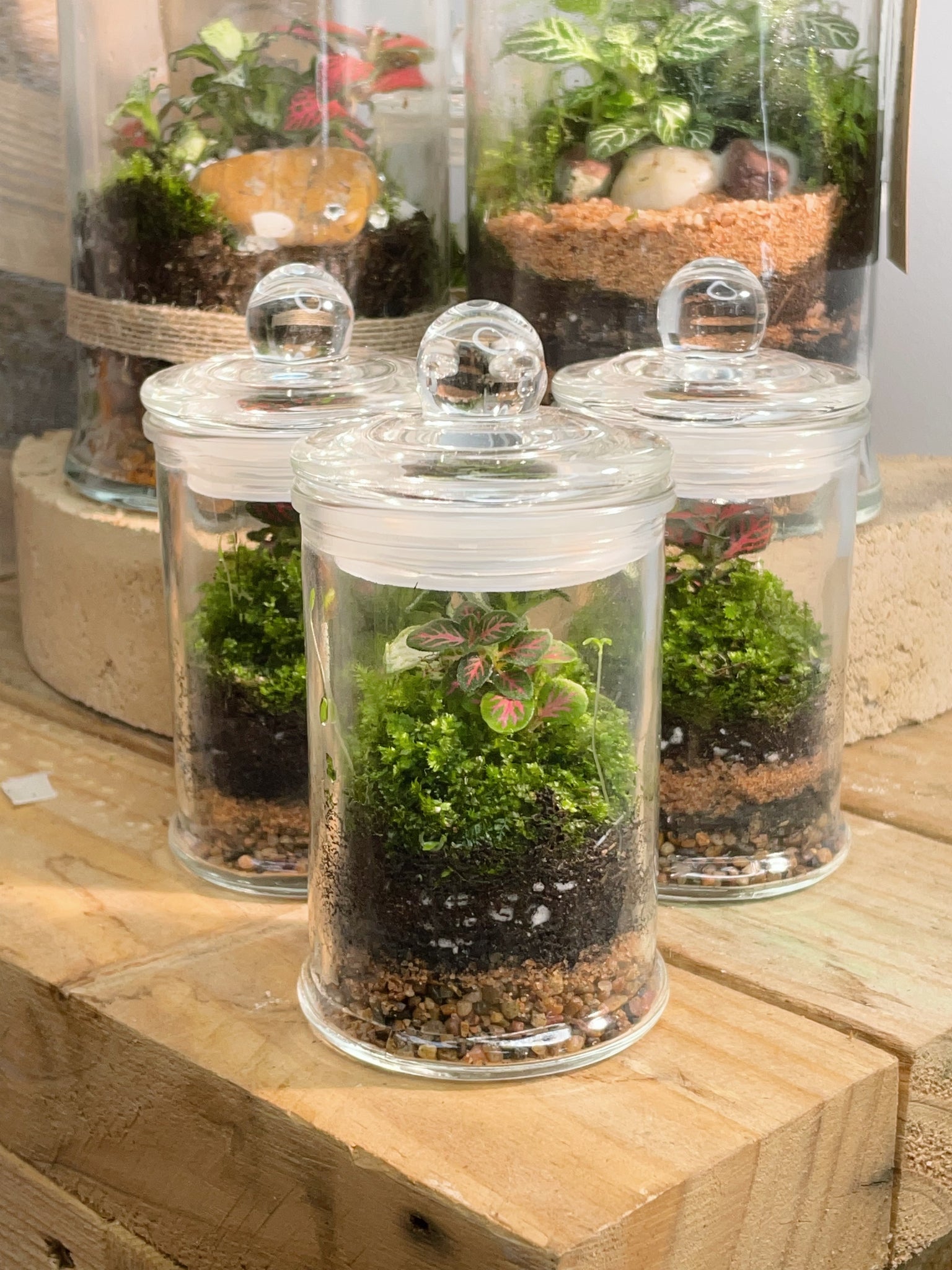 terrarium plants australia Peru 'Mini'
