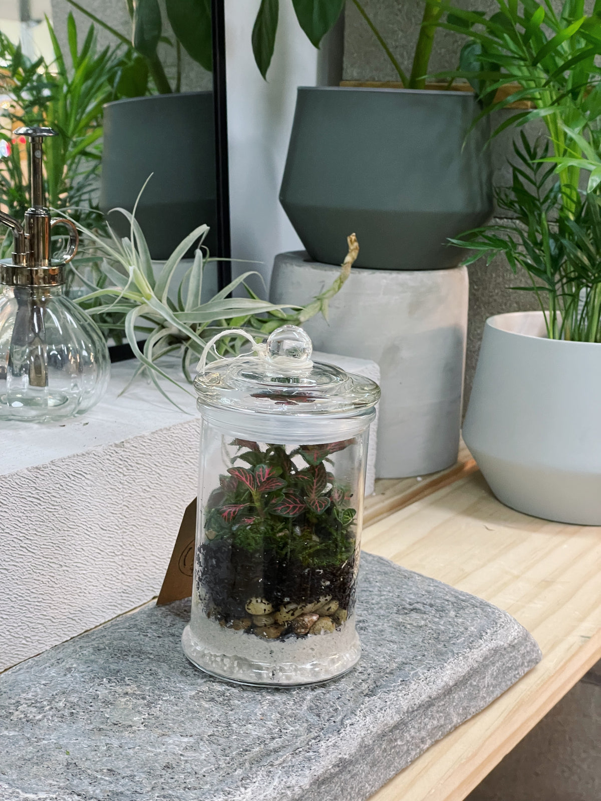 Peru 'ORIGINAL' | Fittonia Terrarium [ENCLOSED]